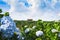 Hydrangea field against the greenhouses and plantations in the city of Da Lat in Vietnam