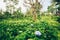 Hydrangea field growing in outdor