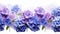 Hydrangea Field: Purple, Blue, And White Flowers On White Background
