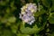 Hydrangea flower blooming on the island of Madeira.