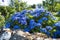 Hydrangea flower in Blue colour, in scotland
