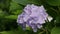 Hydrangea flower.Blue hydrangea flower. Large leaved hydrangeas of blue and purple flowers.