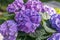 Hydrangea flower. close-up of a purple hydrangea in the garden. A bouquet of hydrangeas