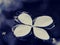 Hydrangea flower on the dark water surface