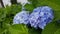 Hydrangea Flower in Fansipan Cable Station, Sapa, Vietnam