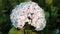 Hydrangea Flower Head White Stock Footage