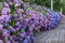 Hydrangea flower Hydrangea macrophylla in a garden. Landscaping using Hydrangea macrophylla bushes. Flowering bush of blue and r