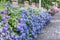 Hydrangea flower Hydrangea macrophylla in a garden. Landscaping using Hydrangea macrophylla bushes. Flowering bush of blue and r