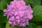 Hydrangea Flower in New Zealand Garden