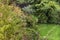 Hydrangea - flowering shrubs in natural surroundings - English g