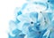 Hydrangea Flowers Background