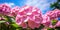 Hydrangea Flowers, Blooming Pink Hortensia, Hydrangea Paniculata Flower Closeup