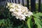 Hydrangea Flowers, Blooming White Hortensia, Hydrangea Paniculata Flower Closeup