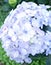 Hydrangea flowers of blue color, in Indonesia hydrangea flowers are known for bokor flowers.