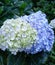 Hydrangea flowers of blue and white color, in Indonesia hydrangea flowers are known for bokor flowers.