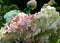 Hydrangea flowers in the final phase in autumn