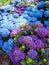 Hydrangea flowers in the garden. An inspiration for every garden lover. Hortensia