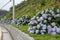 Hydrangea flowers in Geoje Island