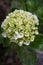 Hydrangea flowers with green petals are very beautiful