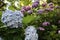 Hydrangea flowers in Hase temple, Kamakura, Japan