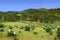 Hydrangea flowers, a lake and the montains on the background in a farm hotel in southest of Brazil.