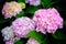 Hydrangea flowers at Liming Trail Garden of Taishan District, New Taipei, Taiwan.