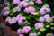 Hydrangea flowers at Liming Trail Garden of Taishan District, New Taipei, Taiwan.