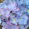 Hydrangea Flowers in Mauve Pink Blue