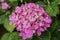 Hydrangea, flowers, nature, diversity, garden, field