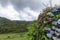 Hydrangea flowers with Poco Ribeira do Ferreiro