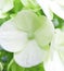 Hydrangea flowers of white color, in Indonesia hydrangea flowers are known for bokor flowers.