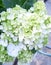 Hydrangea flowers of white color, in Indonesia hydrangea flowers are known for bokor flowers.