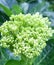 Hydrangea flowers of white color, in Indonesia hydrangea flowers are known for bokor flowers.