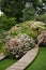 Hydrangea in a garden