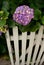 Hydrangea Garden gate