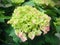 A Hydrangea with gradient colors are blooming in the bushes from green to pink.