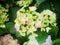 Hydrangea with gradient colors are blooming in the bushes from green to pink.