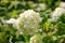 Hydrangea green flower in the garden