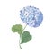 Hydrangea or hortensia blooming flower isolated on white background. Detailed natural drawing of garden ornamental