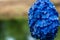 Hydrangea or hortensia blue flower