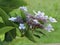 Hydrangea or hortensia flowering