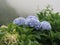 Hydrangea or hortensia flowering