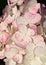 Hydrangea (hortensia) flowers