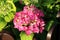 Hydrangea or Hortensia garden shrub fully open blooming pink flowers with pointy petals surrounded with thick leathery green