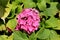 Hydrangea or Hortensia garden shrub large bunch of small blooming pink flowers with pointy petals surrounded with dense thick