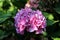 Hydrangea or Hortensia garden shrub with multiple dark pink flowers surrounded with thick green leaves in shade of large tree