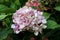 Hydrangea or Hortensia garden shrub with multiple small dark pink flowers with spots and pointy petals surrounded with thick green