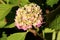 Hydrangea or Hortensia garden shrub open blooming pink and yellow flowers with pointy petals surrounded with thick leathery green
