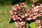 Hydrangea or Hortensia garden shrub partially dried shriveled pink flowers with pointy petals surrounded with thick leathery green