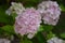 Hydrangea or hortensia rose pink flower macro